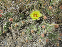 Opuntia fragilis