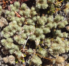 Pimelea sericeovillosa sericeovillosa
