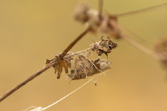 Alchemilla sarmatica