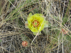 Opuntia fragilis