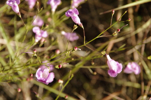 Image of Agalinis homalantha by (c) Eric Knight, some rights reserved (CC BY)
