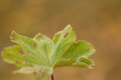 Alchemilla sarmatica