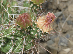Opuntia fragilis