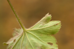 Alchemilla sarmatica