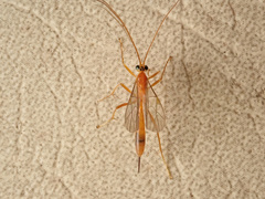 Tryphoninae