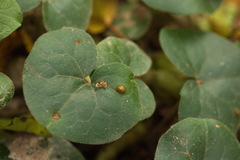 Puccinia asarina