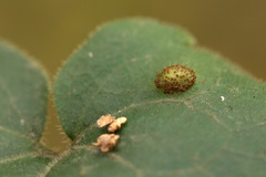 Puccinia asarina