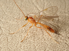 Tryphoninae