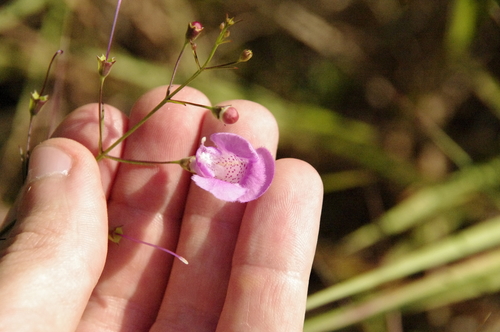 Image of Agalinis homalantha by (c) Eric Knight, some rights reserved (CC BY)