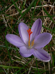 Crocus corsicus
