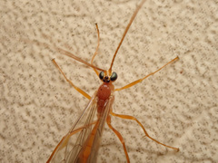 Tryphoninae