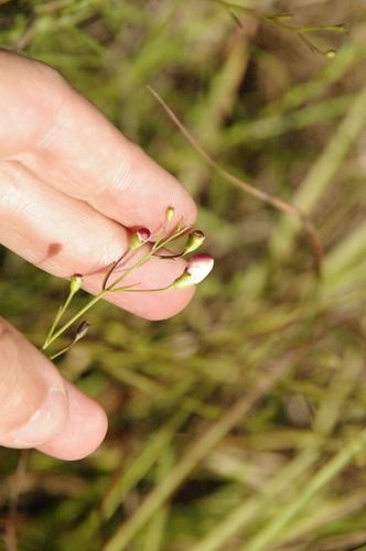 Image of Agalinis homalantha by (c) Eric Knight, some rights reserved (CC BY)