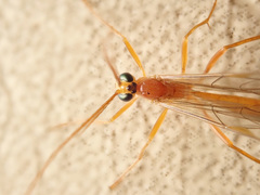 Tryphoninae