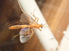 Tryphoninae