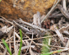 Glyptobothrus