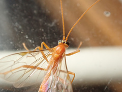 Tryphoninae