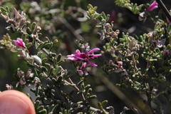 Indigofera hamulosa