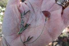 Lotononis filiformis