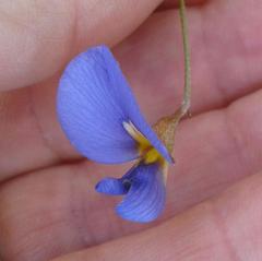 Lotononis filiformis