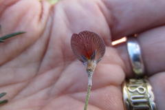 Lotononis filiformis