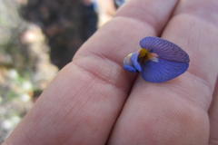 Lotononis filiformis