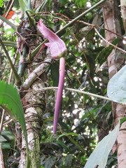 Anthurium clavigerum
