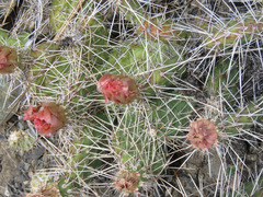 Opuntia fragilis
