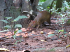 Dasyprocta variegata