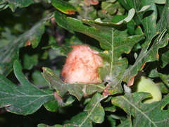 Andricus theophrasteus