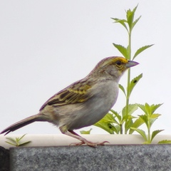 Ammodramus aurifrons