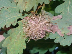 Andricus caputmedusae