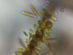 Characiellopsis skujae