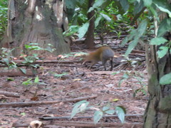 Dasyprocta variegata