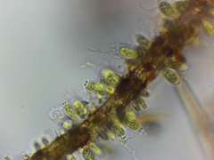 Characiellopsis skujae