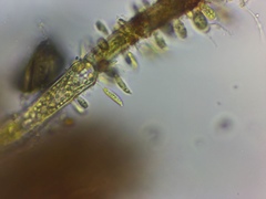 Characiellopsis skujae