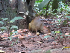 Dasyprocta variegata