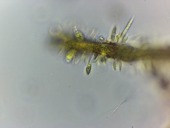 Characiellopsis skujae