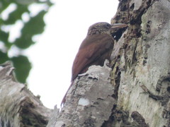 Xiphorhynchus guttatus