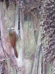 Xiphorhynchus guttatus