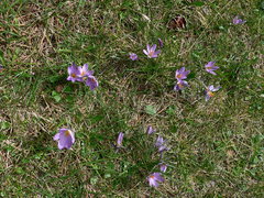 Crocus corsicus