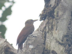 Xiphorhynchus guttatus