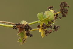 Alchemilla propinqua