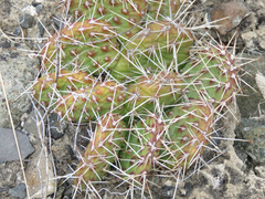 Opuntia fragilis