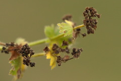 Alchemilla propinqua