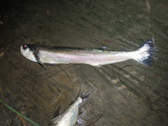 Rhaphiodon vulpinus