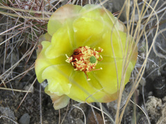 Opuntia fragilis