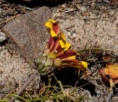 Arctotis rotundifolia