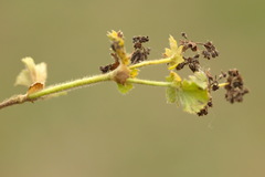 Alchemilla propinqua