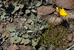 Arctotis rotundifolia