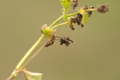 Alchemilla propinqua
